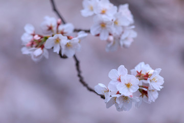 Fototapeta premium 桜 49
