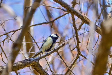シジュウカラ