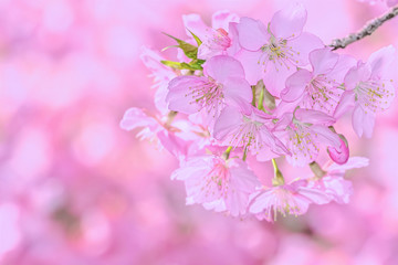 桜の開花イメージ　