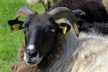 grau gehörnte Heidschnucke