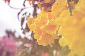 A color filtered background of yellow jacaranda flowers 
