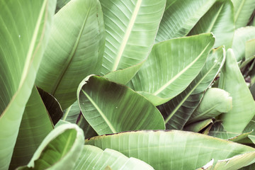 A rustic lifestyle background of giant palm fronds