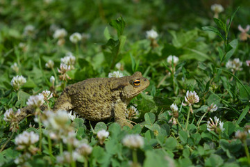 frog on leaf