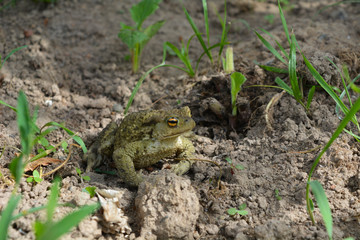 frog in grass