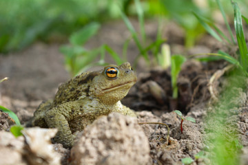 frog in grass
