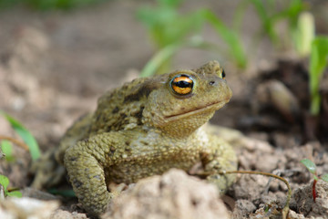 frog in the grass