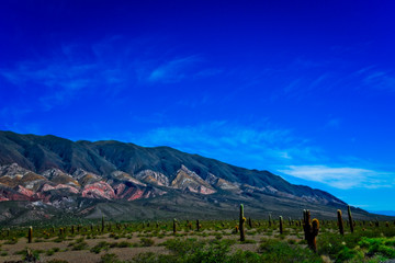 Fototapeta premium A beautiful view of Los Cardones National Park, Salta, Argentina