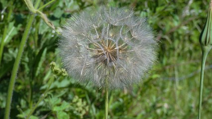 Fairy Dandelion on Summers Day on green grass