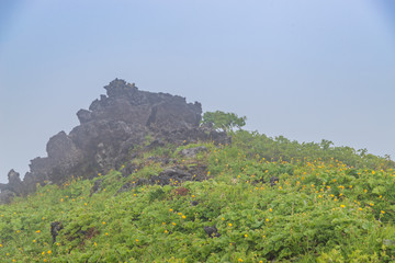 Fototapeta na wymiar Towada Hachimantai National Park in early summer
