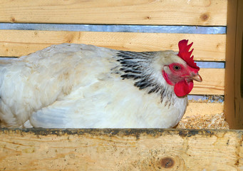 chicken incubator poultry agriculture hen sitting domestic farm coop