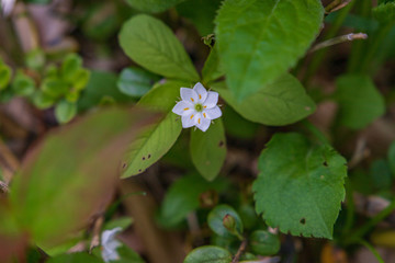 Towada Hachimantai National Park in early summer