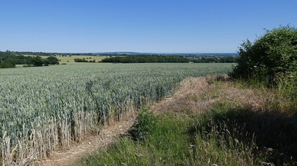 Wheat Field on Summers Day 3