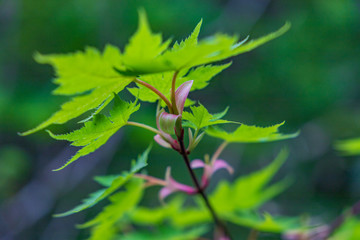 Towada Hachimantai National Park in early summer