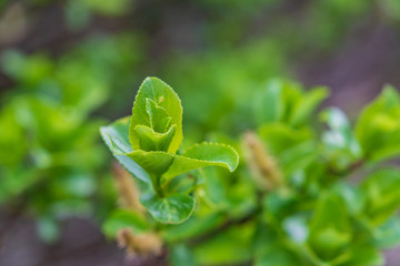 Towada Hachimantai National Park in early summer
