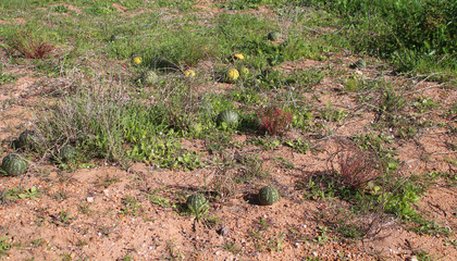 Colocynth or bitter apple (Citrullus colocynthis) a desert viny poisonous plant invasive to Australia  (Gascoyne-Region, Western Australia)
