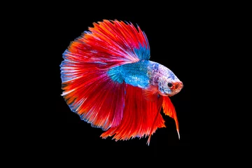 Fensteraufkleber Der bewegende Moment schön von roten und blauen siamesischen Betta-Fischen oder ausgefallenen Betta-Splendens-Kampffischen in Thailand auf schwarzem Hintergrund. Thailand nannte Pla-kad oder halbmondbeißende Fische. © Soonthorn