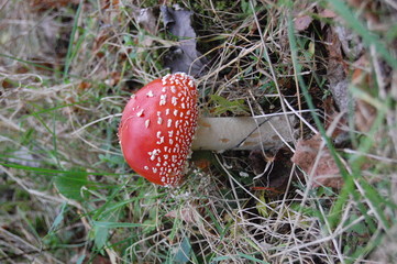 Red fly agarics grow in the forest.