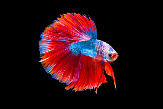 The moving moment beautiful of red and blue siamese betta fish or fancy betta splendens fighting fish in thailand on black background. Thailand called Pla-kad or half moon biting fish.