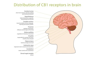 Distribution of CB1 receptors in brain