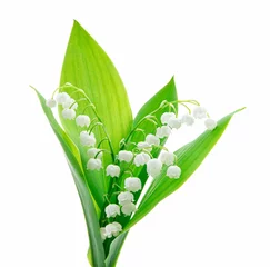 Poster Lily of the valley isolated on white background © Timmary