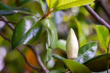 Obraz premium Magnolia flower bud and leaves on a branch, bokeh, soft focus, shallow depth of field, macro