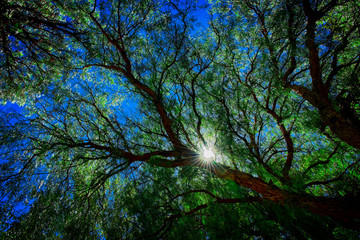 Sunset branches