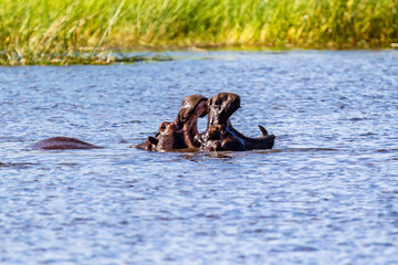 Hippo with open muzzle in the water. African Hippopotamus, Hippopotamus amphibius capensis, with evening sun, animal in the nature water habitat, Botswana, Africa