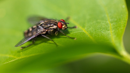 Portrait of a fly on a green leaf in the park
