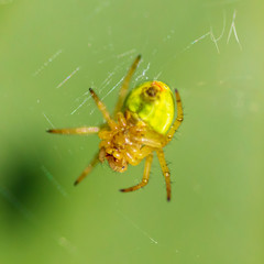 Spider is hunting in the park