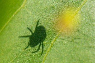 The shadow of a spider on a green leaf in the park