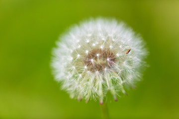 Dandelion grows in the park