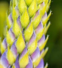 Blue-violet flower on a plant