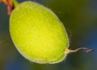 Small green apricot on a tree branch