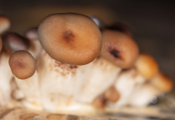 Oyster mushrooms grow on the farm