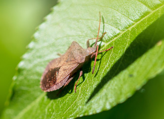 The bug on the plant in the park