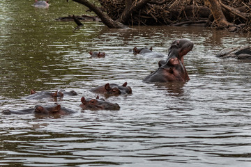 Hippo with open muzzle in the water. African Hippopotamus, Hippopotamus amphibius capensis, with evening sun, animal in the nature water habitat, Botswana, Africa