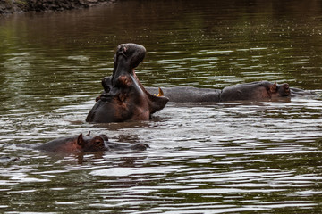 Fototapeta na wymiar Hippo with open muzzle in the water. African Hippopotamus, Hippopotamus amphibius capensis, with evening sun, animal in the nature water habitat, Botswana, Africa