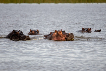 Fototapeta premium Hippo with open muzzle in the water. African Hippopotamus, Hippopotamus amphibius capensis, with evening sun, animal in the nature water habitat, Botswana, Africa