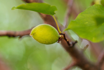 Obraz premium Small green apricot on a tree branch