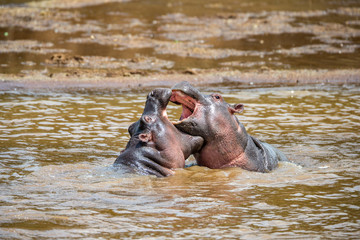 Hippo with open muzzle in the water. African Hippopotamus, Hippopotamus amphibius capensis, with...