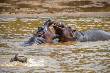 Hippo with open muzzle in the water. African Hippopotamus, Hippopotamus amphibius capensis, with...