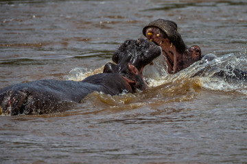 Fototapeta premium Hippo with open muzzle in the water. African Hippopotamus, Hippopotamus amphibius capensis, with evening sun, animal in the nature water habitat, Botswana, Africa