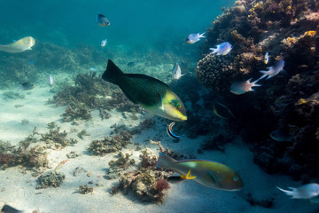 Naklejka na ściany i meble Tropical Island Reef Diving