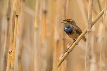 Bluethroat (Luscinia svecica). Bird in the reeds. Polesie. Ukraine