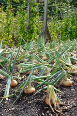 Large onions growing in a garden
