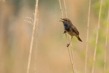 Bluethroat (Luscinia svecica). Bird in the reeds. Polesie. Ukraine