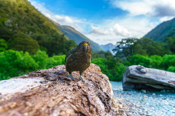 kea, mountain parrot on a tree trunk, southern alps, new zealand