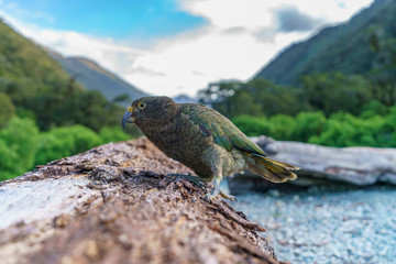 kea, mountain parrot on a tree trunk, southern alps, new zealand 20