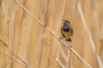 Bluethroat (Luscinia svecica). Bird in the reeds. Polesie. Ukraine
