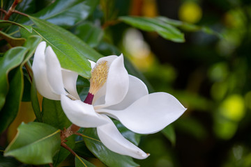 Obraz premium Magnolia flower inflorescence, petals and leaves on a branch, bokeh, soft focus, shallow depth of field, macro